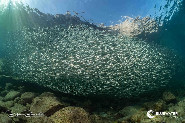 A large shool of fish