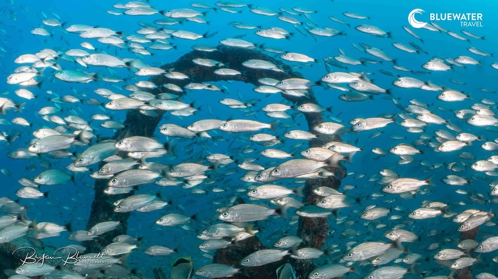 A large school of fish in the Sea of Cortez