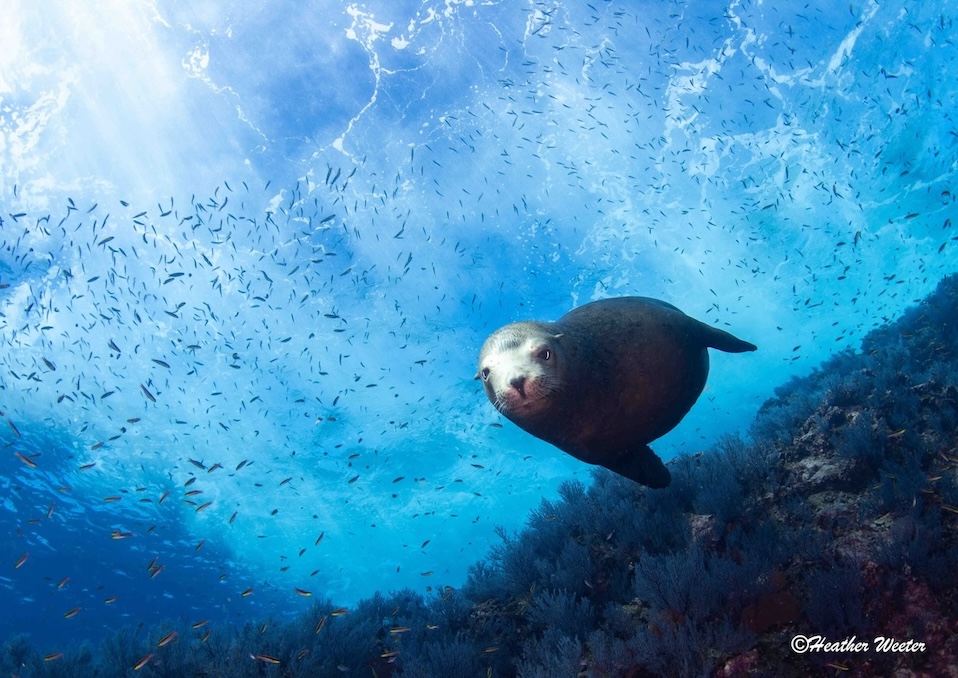 A Sea Lion By Heather Weeter