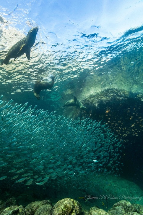 Sea Lions By Thomas Dipalma