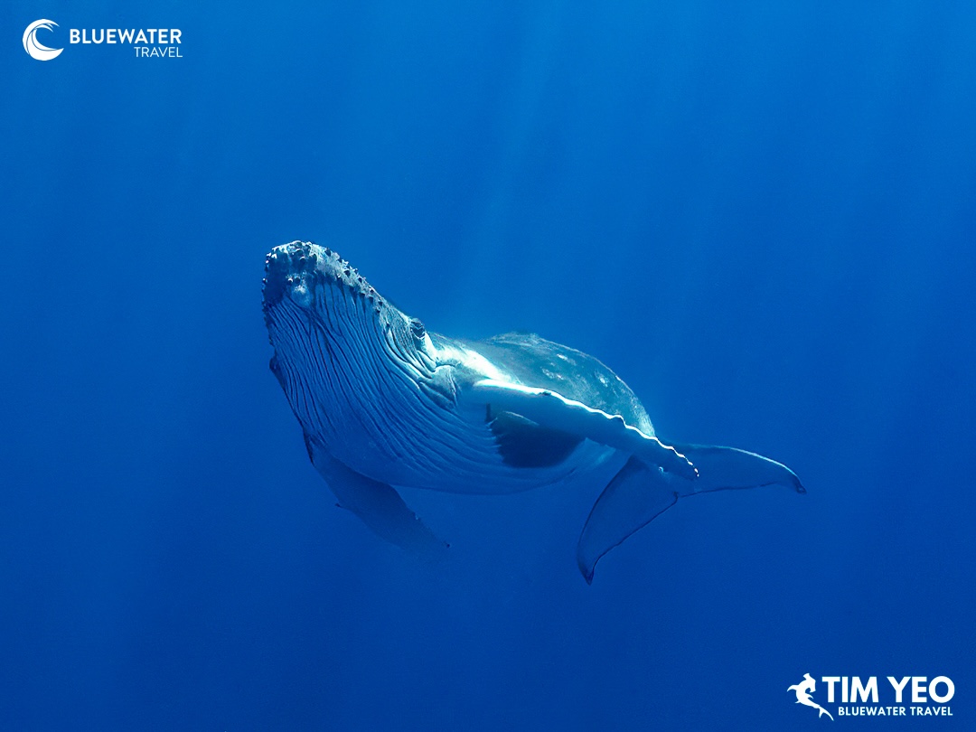A humpback whale shows its belly