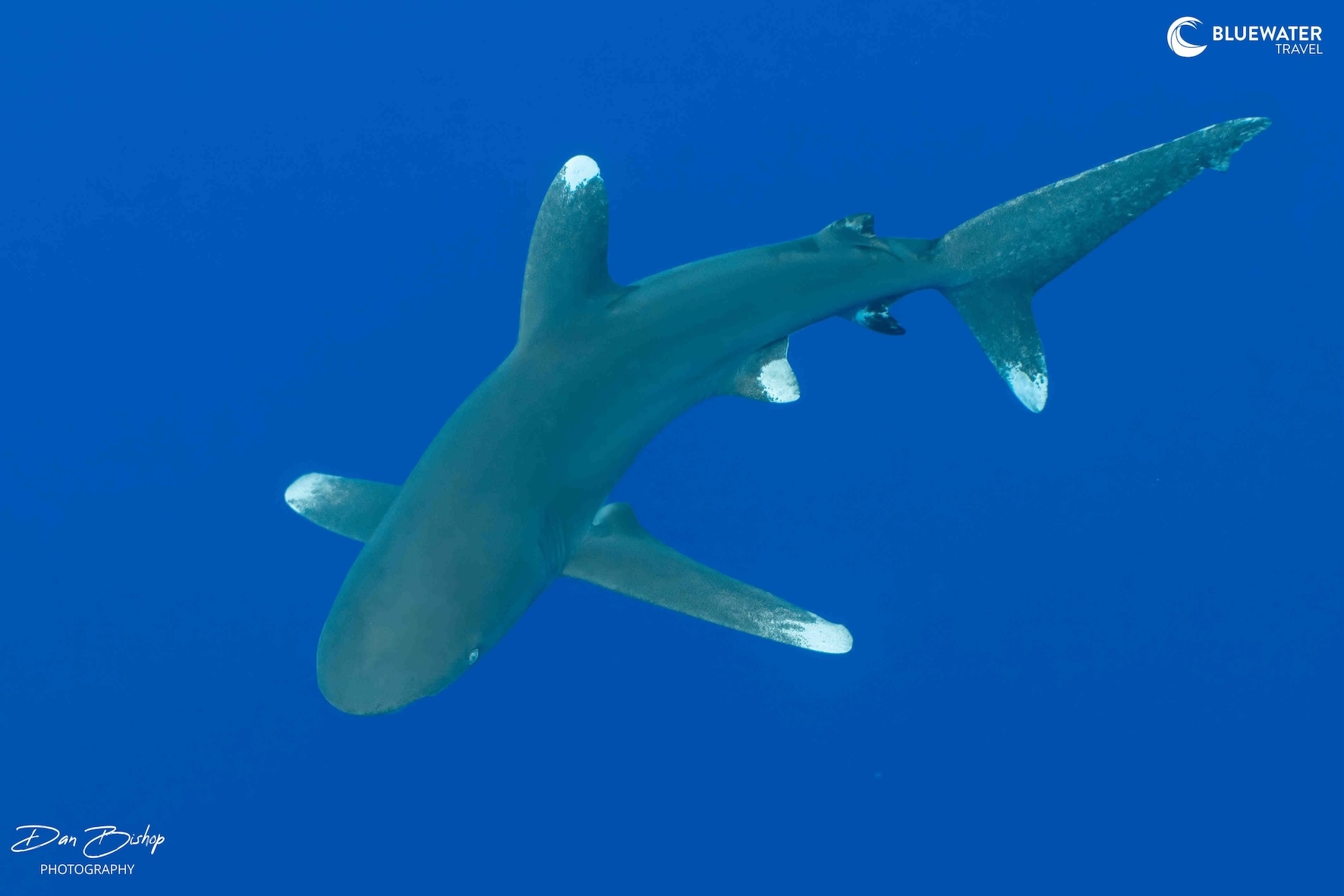 A while-tipped shark