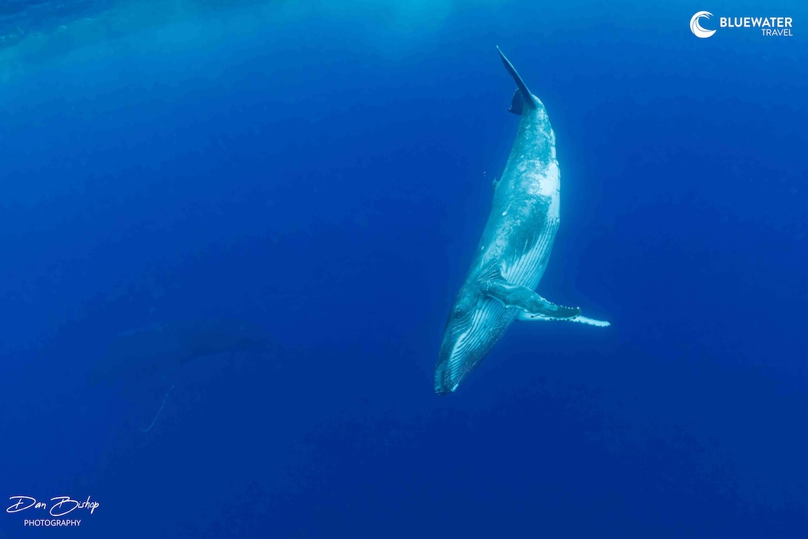 A humpback whale descends