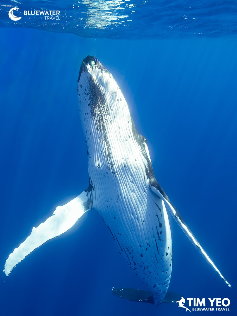 A humpback whales comes up for air