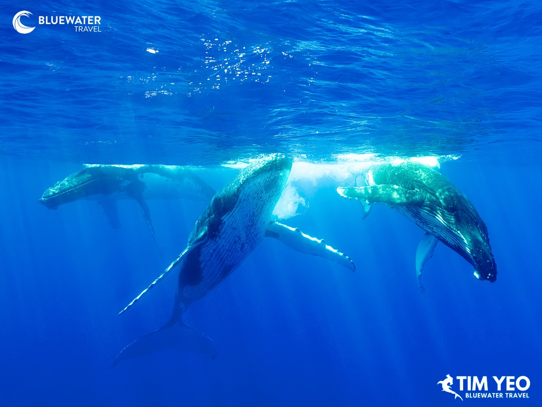 Breaching humpback whales
