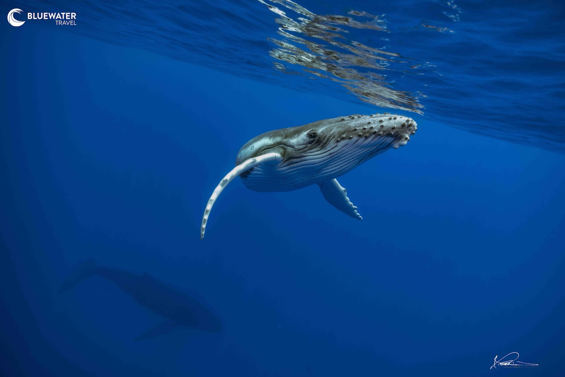 A whale poses for the camera