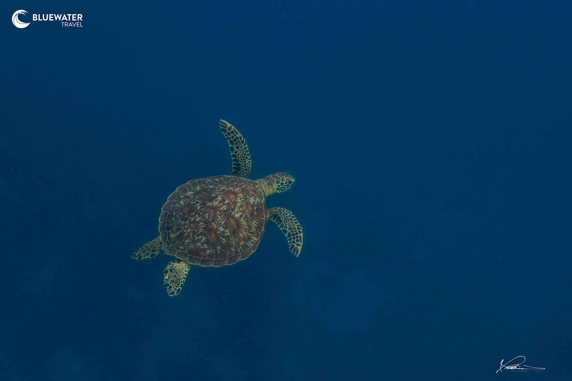 A sea turtle in the blue sea