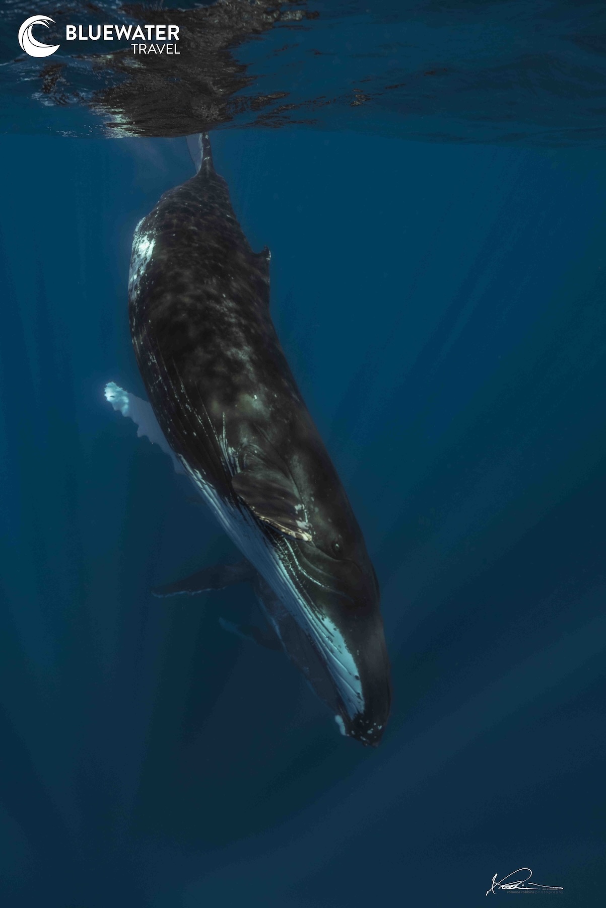 A humpback whale descends
