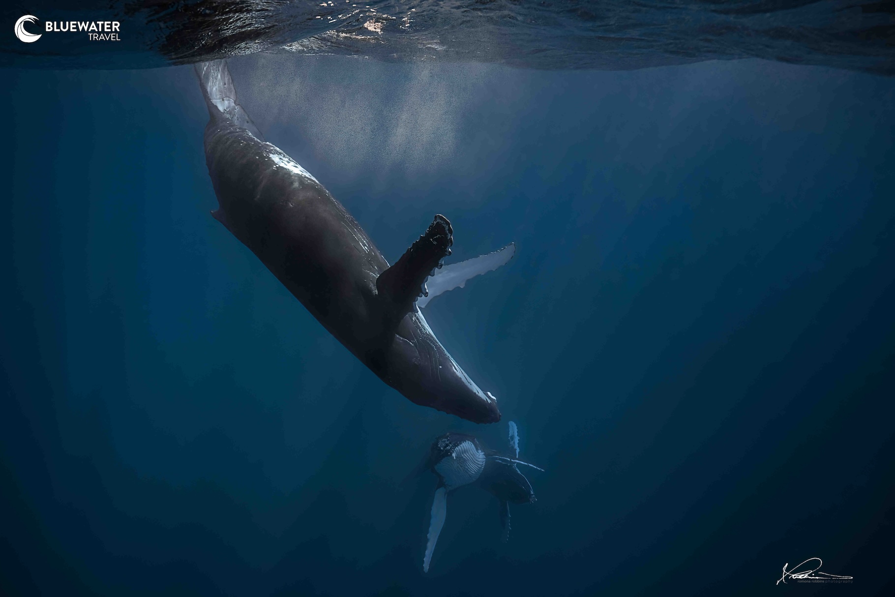 Humpback whales in the water