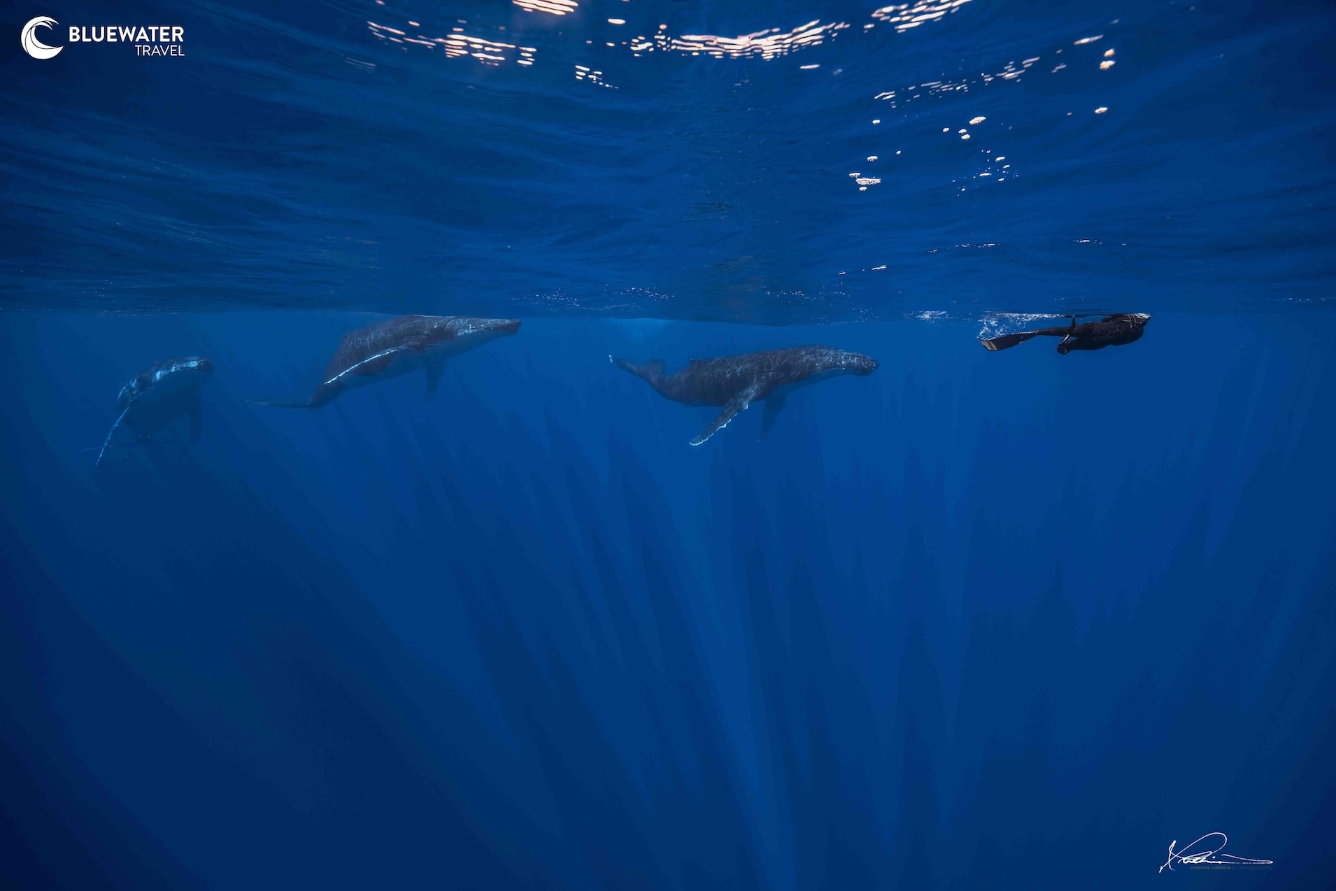 A group of humpback whales