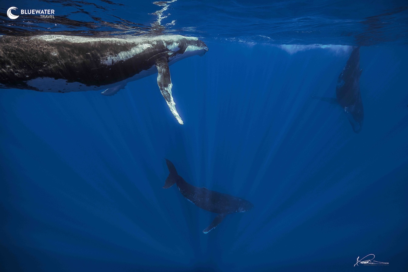 A group of humpback whales