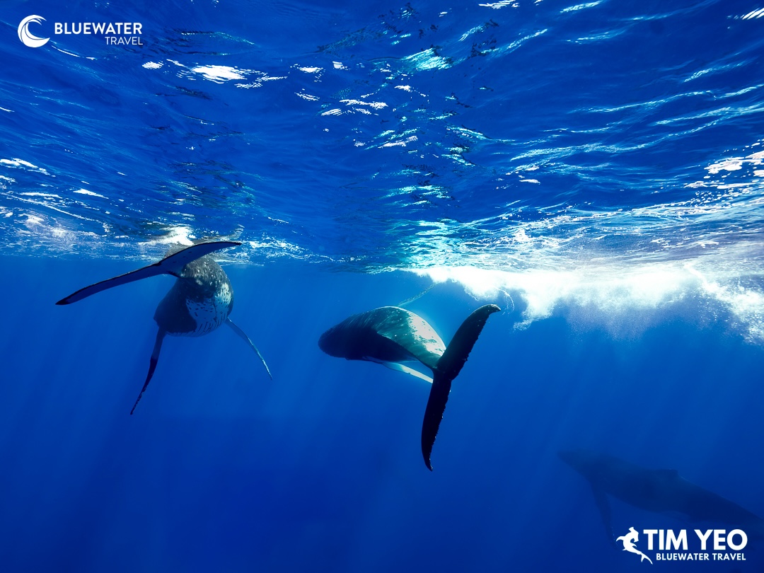 Whales swim side by side