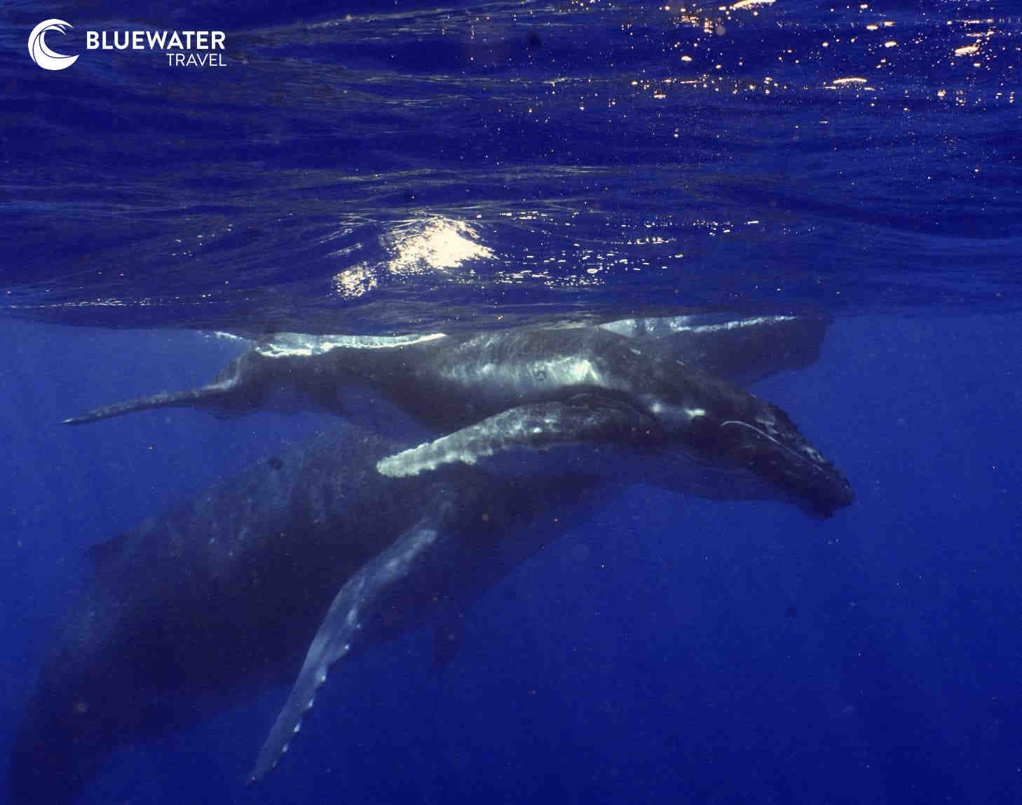 A humpback whale and its calf