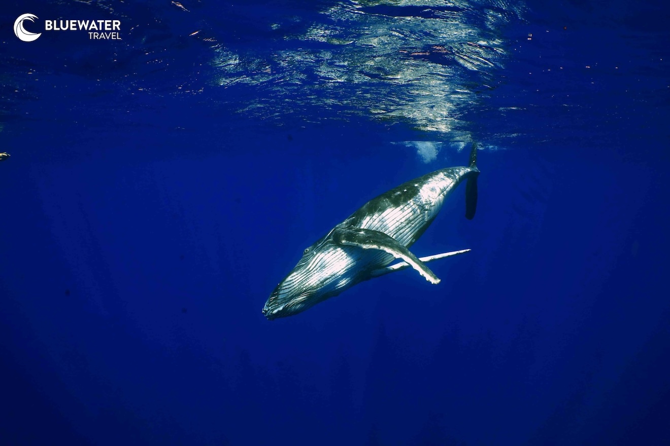A lone humpback whale