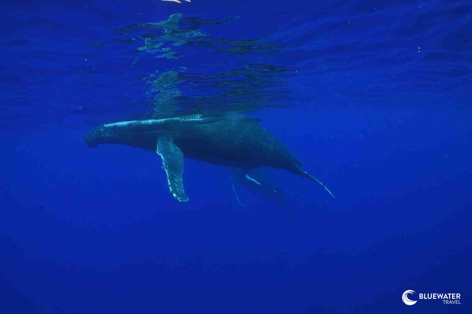 A humpback whale and its calf