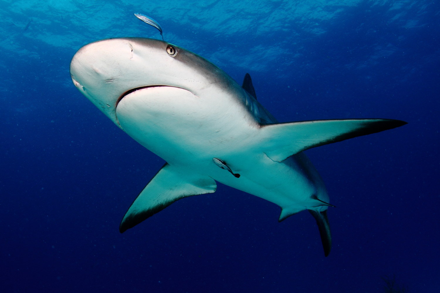 Reef Oasis Dive Club Viva Bahamas