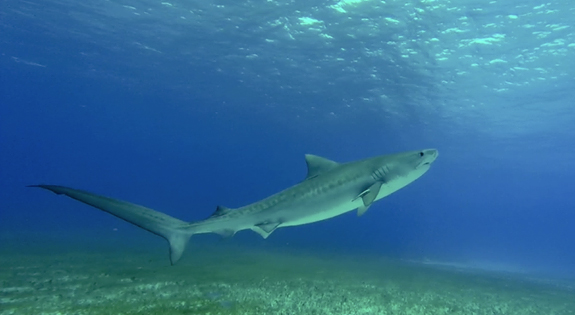 Reef Oasis Dive Club Viva Bahamas