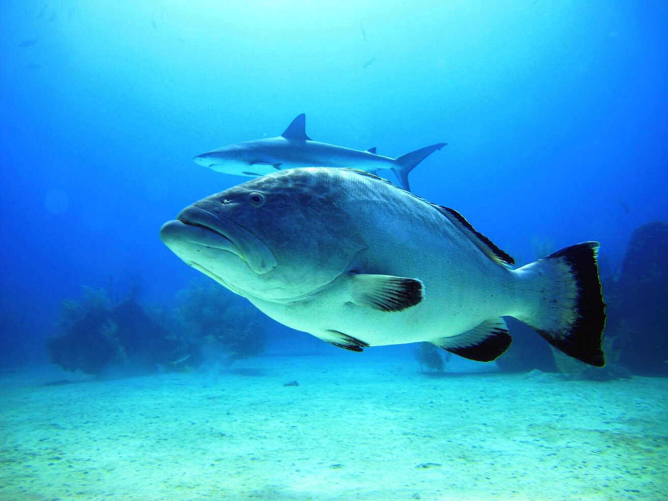 Reef Oasis Dive Club Viva Bahamas