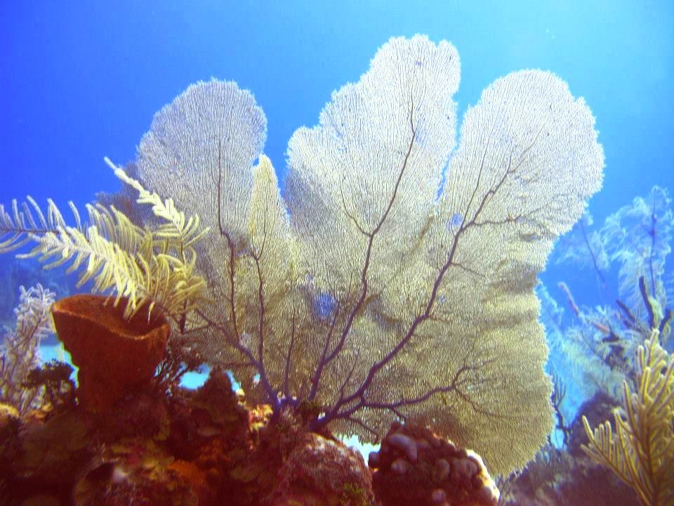 Reef Oasis Dive Club Viva Bahamas