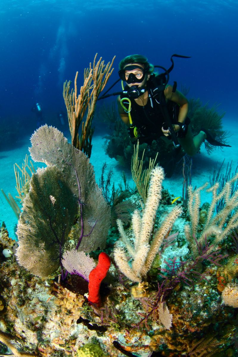 Reef Oasis Dive Club Viva Bahamas