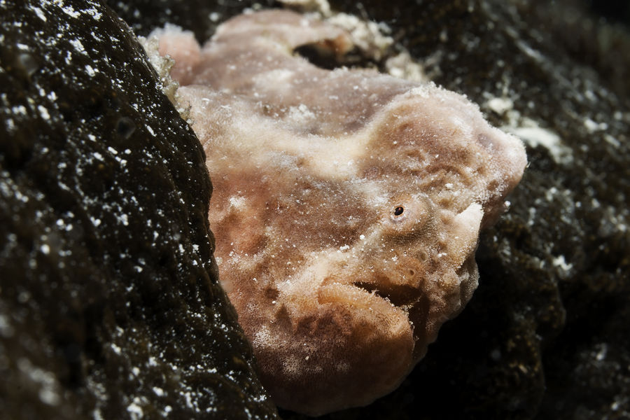 Reef Oasis Dive Club Viva Dominican