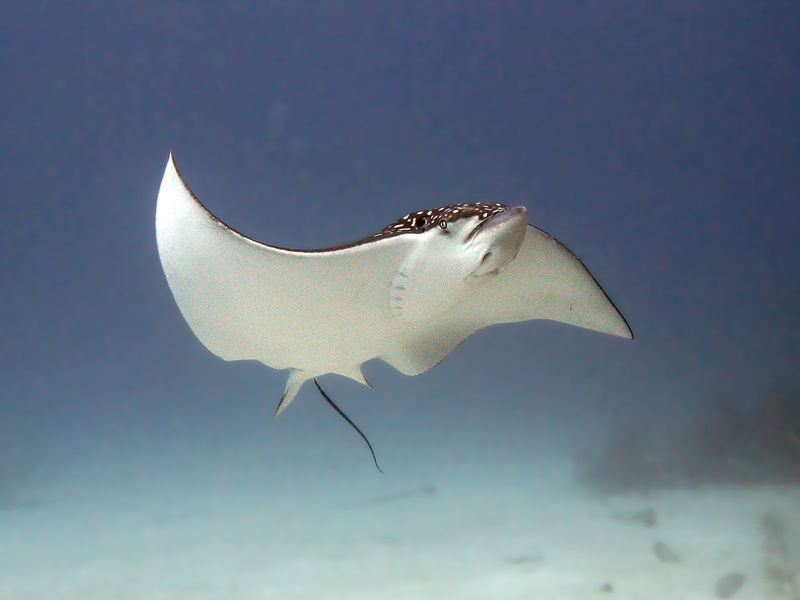 Reef Oasis Dive Club Viva Dominican