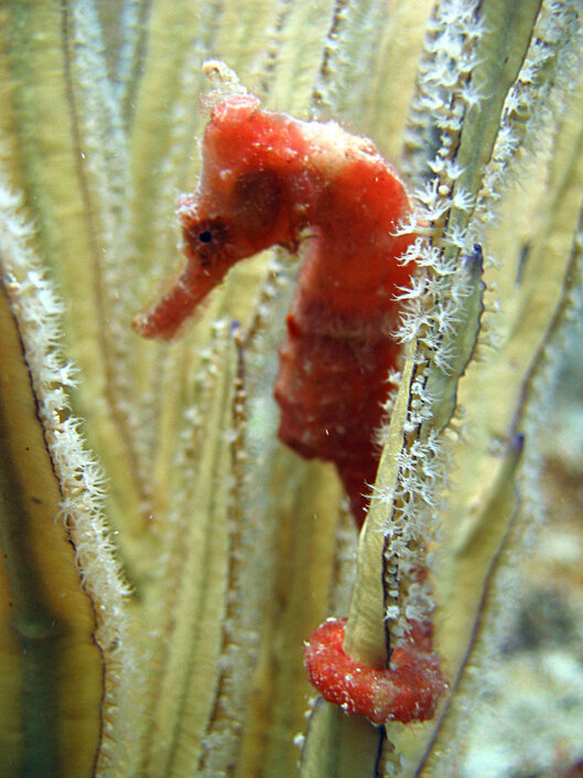 Reef Oasis Dive Club Viva Dominican