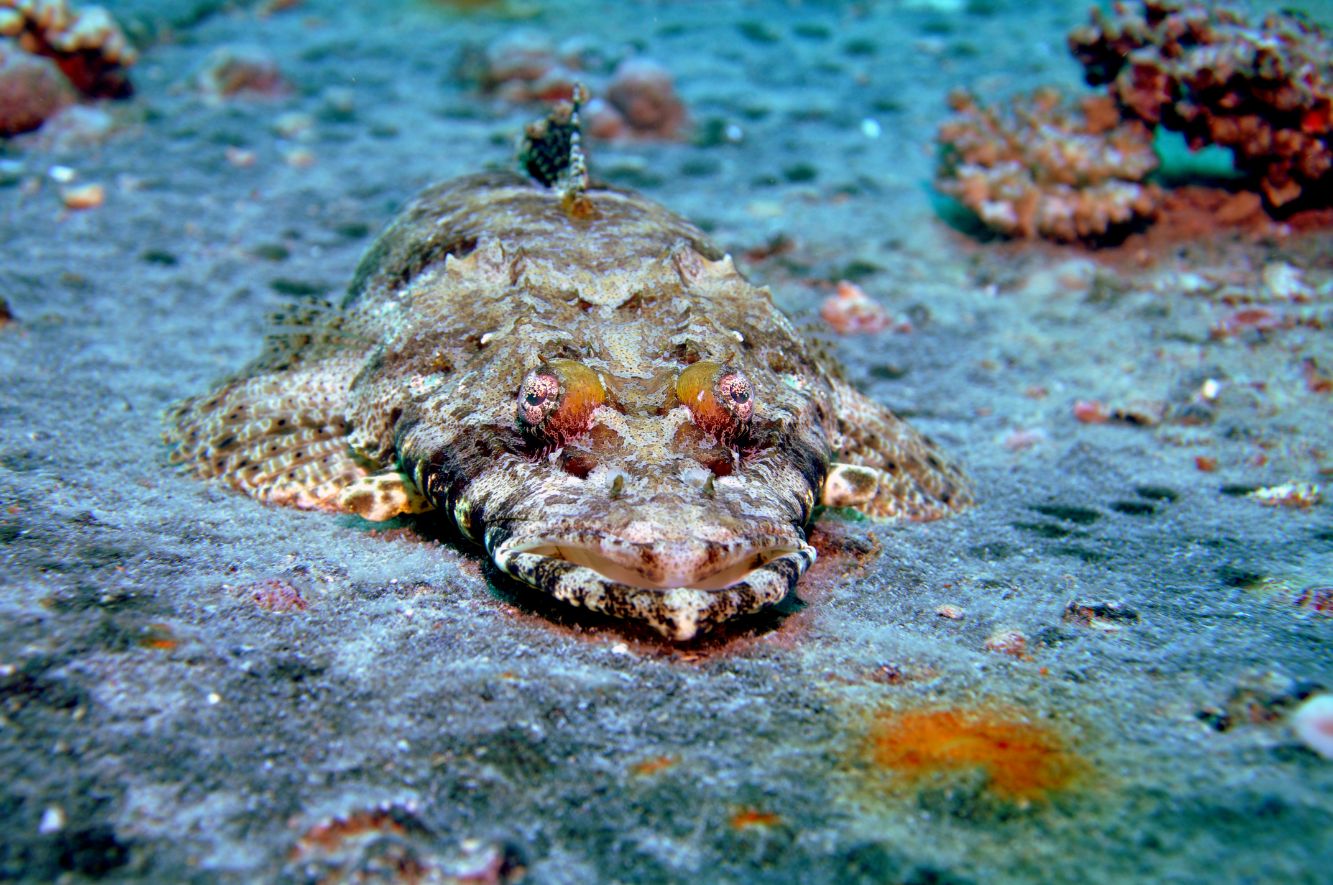 Reef Oasis Dive Club Sharm El Sheikh