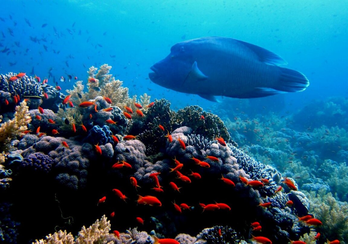 Reef Oasis Dive Club Sharm El Sheikh