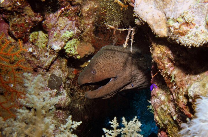 Reef Oasis Dive Club Sharm El Sheikh
