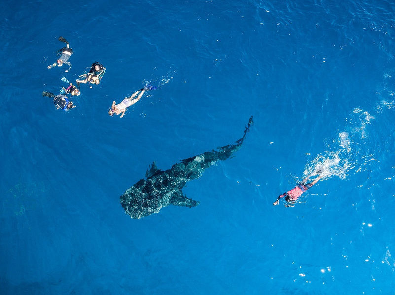 south ari dive whale