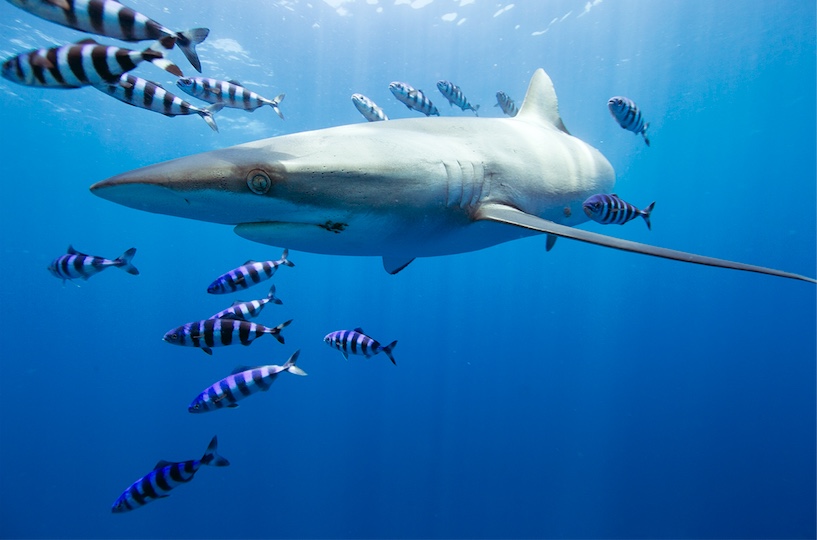 Pelagic Safari's Cabo Shark Diving