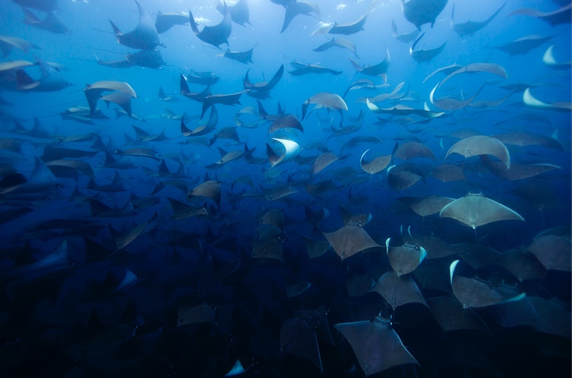 Pelagic Safari's Cabo Shark Diving