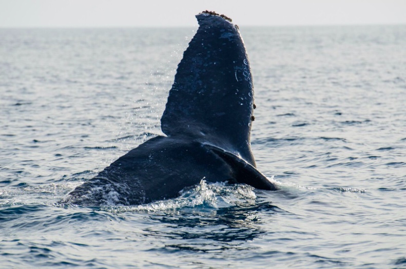 Pelagic Safari's Cabo Whale Watching