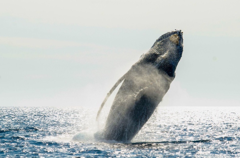 Pelagic Safari's Cabo Whale Watching