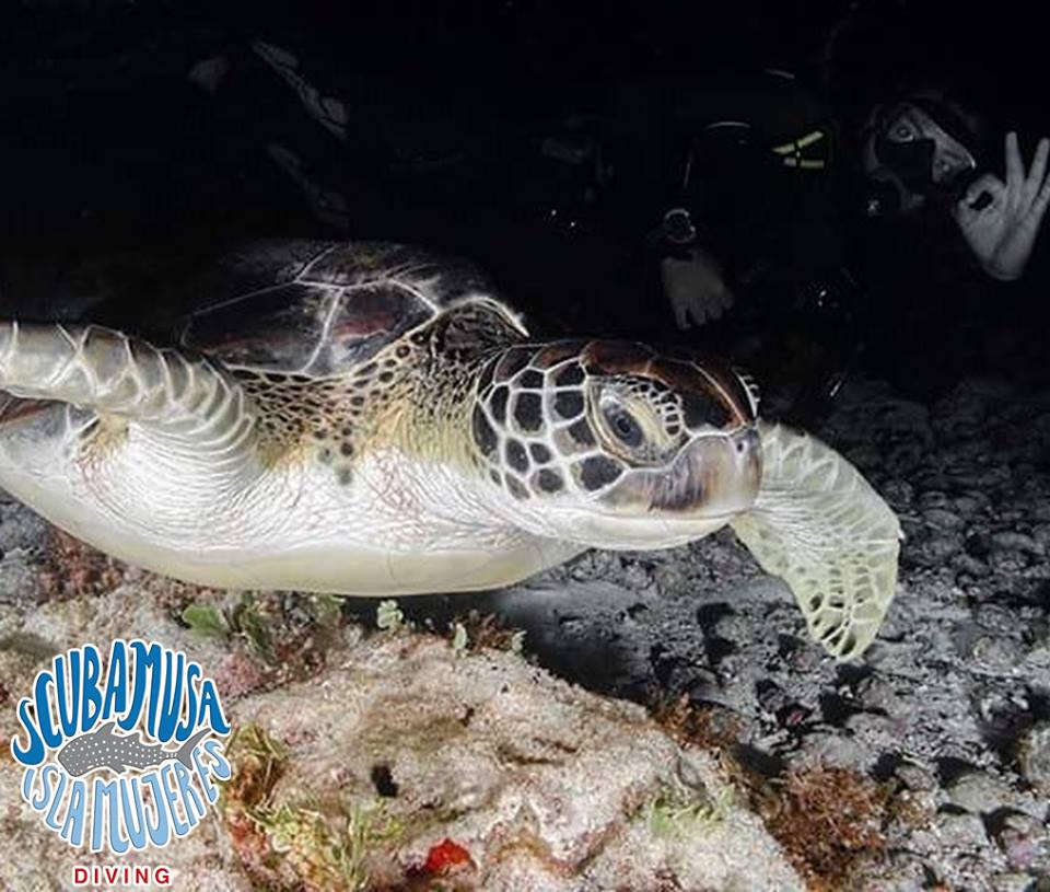 Scuba MUSA Isla Mujeres Underwater Photo