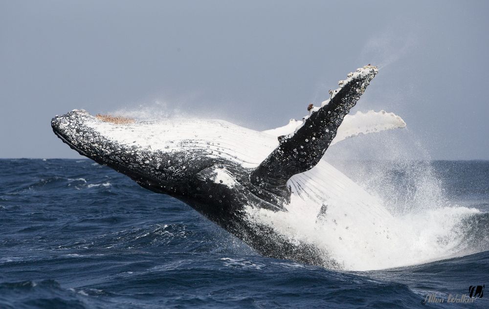 A whale breaching in South Africa