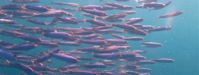 A school of fish in South Africa