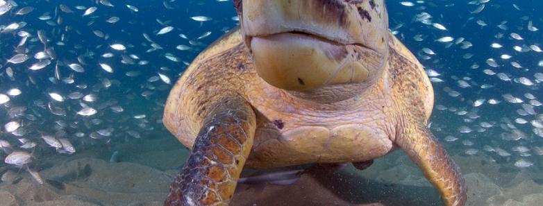 A close up of a turtle underwater in South Africa