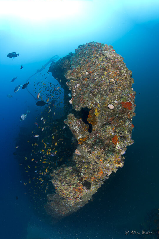 A close up of a turtle underwater in South Africa