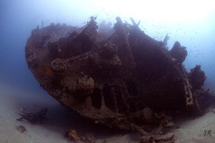 Fish swim around a shipwreck in South Africa