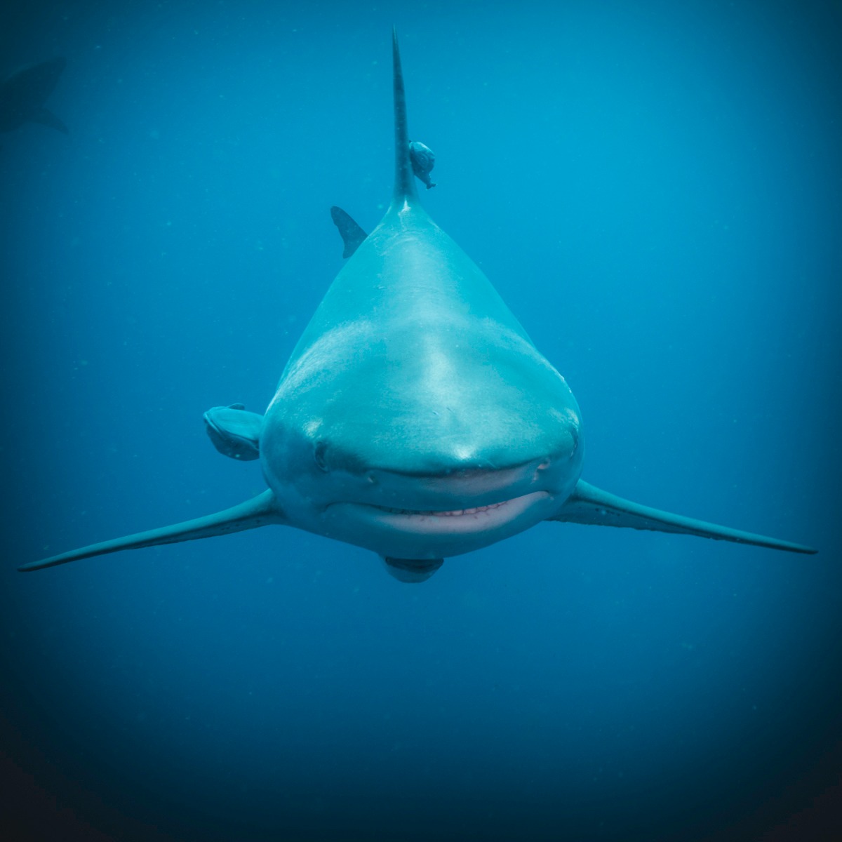 A head-on view of a shark in South Africa