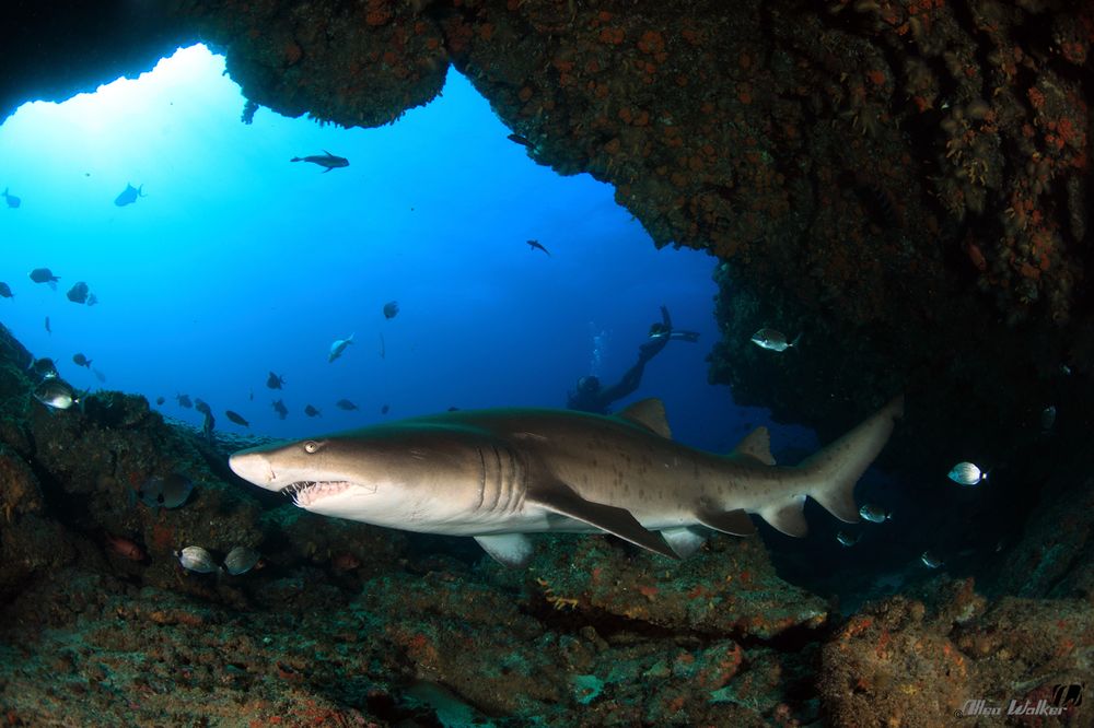 A shark swims along a reef in South Africa