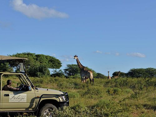 A safari vehicle passes a giraffe in South Africa