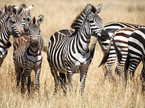 A herd of zebras in South Africa