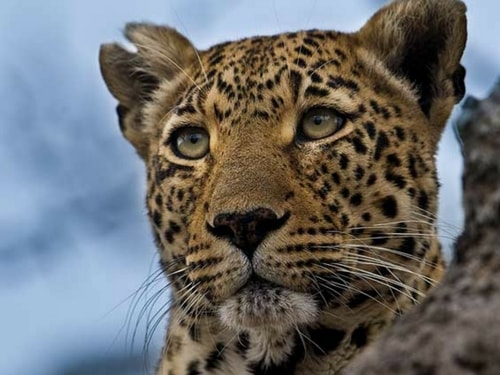 Close up shot of a cheetah with a torn ear