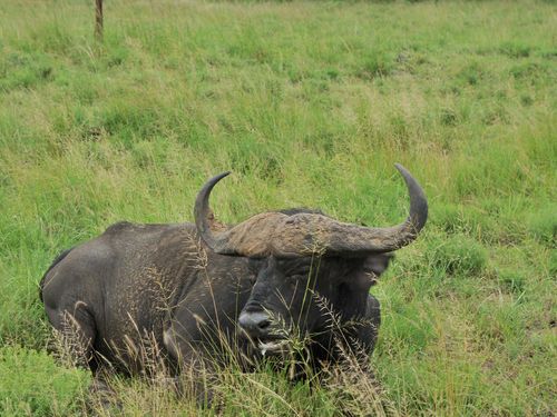 Water buffalo in Africa