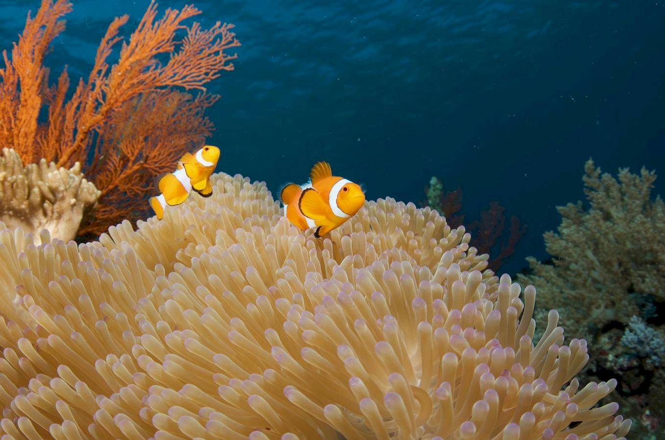 Menjangan Dynasty Resort