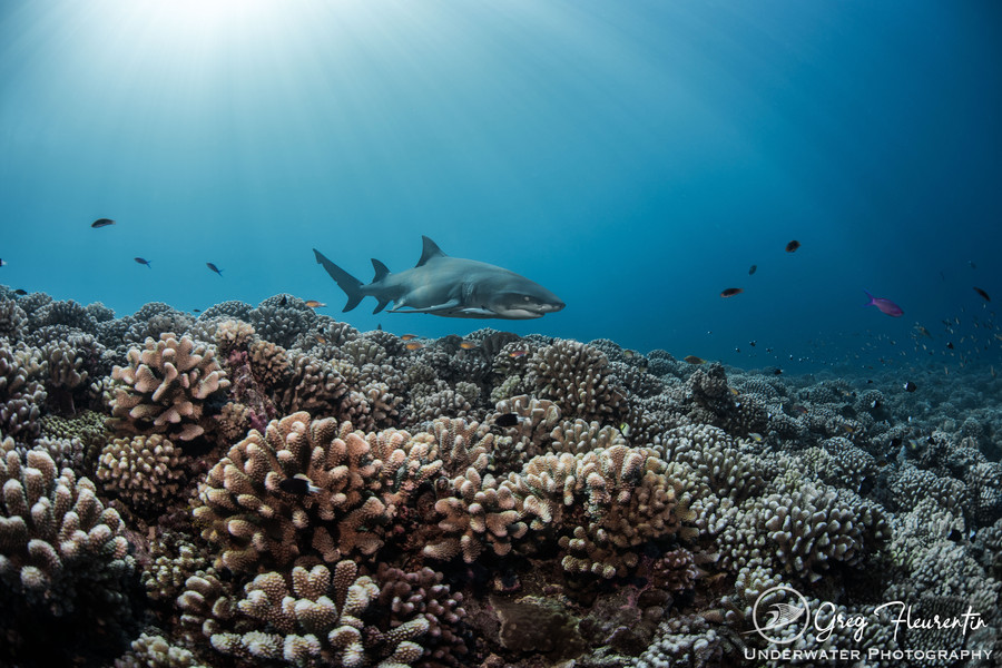 Moorea Blue Diving