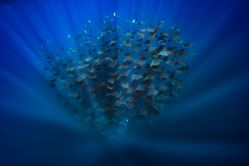 Mobula Rays